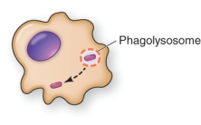 A pathogen that inhibits leukocyte function as shown in the illustration is   A)  Staphylococcus aureus B)  Streptococcus pneumoniae C)  Mycobacterium tuberculosis D)  Listeria monocytogenes