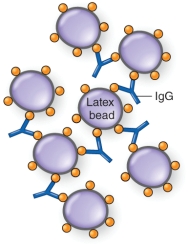 What type of agglutination reaction is demonstrated below?   A)  direct agglutination B)  indirect agglutination C)  passive agglutination D)  modified passive agglutination
