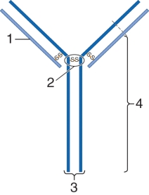 Correctly identify the indicated regions of this antibody molecule.   A)  1=light chain; 2=Fab; 3= variable region; 4=Fc B)  1=variable region; 2=Fab; 3=Fc; 4=carboxy termini C)  1=light chain; 2=hinge region; 3=Fab; 4=Amine termini D)  1=light chain; 2=hinge region; 3=Fc; 4=constant region