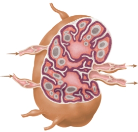 Identify this component of the immune system and its principle function.   A)  spleen: filtering antigens from blood B)  thymus: activation of NK cells C)  bone marrow: maturation of B cells D)  lymph node: trap antigens circulating in lymph