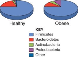 Compare the gut microbiome composition of a normal healthy adult to the composition of an obese individual. Which component(s)  is/are noticeably increased in the obese patient? (Select all that apply)    A)  Firmicutes B)  Bacteroidetes C)  Actinobacteria D)  Proteobacteria