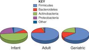 The immune system is developing during infancy, most effective during adulthood, and declining during old age. Examine the composition of the gut microbiome to determine a potential correlation with immune activity.   A)  Proteobacteria are the dominant component of the microbiome during the time of greatest immune effectiveness B)  The immune system is least effective in infancy and elderly individuals when Actinobacteria levels are highest C)  The immune system is least effective in infancy and elderly individuals when Firmicutes levels are reduced compared to adulthood D)  The immune system is most effective when Bacteroides is the dominant component of the gut microbiome