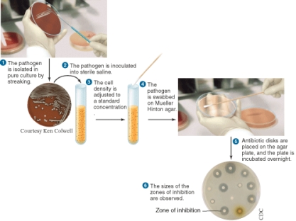 The illustration depicts the procedure for ________.   A)  an E-test B)  a broth dilution test C)  determining an antibiogram D)  the Kirby-Bauer test