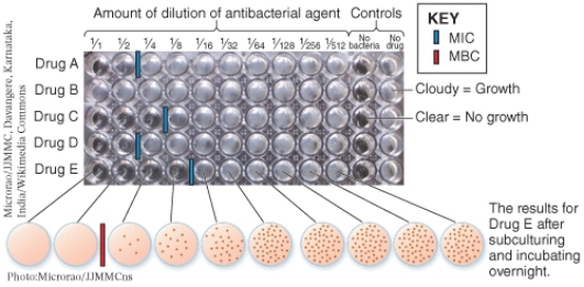 <strong>If the undiluted concentration of drug E is 640 μg/ml, the minimum bacteriocidal concentration of drug E (μg/ml) is: ________. </strong> A) 5 B) 10 C) 20 D) 40