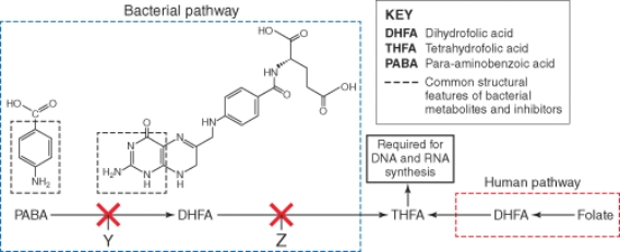 The arrow marked  y  is the site of action of which antibacterial agent?   A)  Trimethoprim B)  Sulfamethoxazole C)  Metronidazole D)  Tetracycline