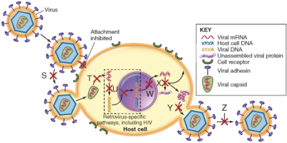The item marked  s  is the site of action of which antiviral agent?   A)  Ibalizumab B)  Maraviroc C)  Dideoxy-3′-thiacytidine (3TC)  D)  Efavirenz