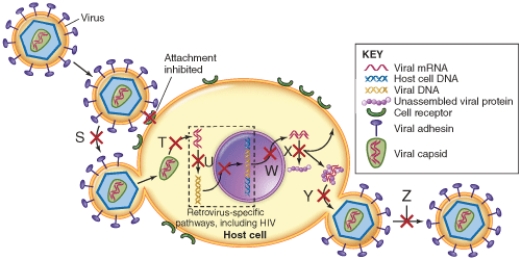 The item marked  t  is the site of action of which antiviral agent?   A)  Amantadine B)  Oseltamivir C)  Paramivir D)  Baloxavir
