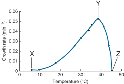 The point marked  y  on the plot of the growth rate of a culture of E. coli grown in Luria broth in a shaking water bath at various temperatures indicates ________ over the temperature range shown. (Select all that apply)    A)  the maximum growth rate B)  the maximum temperature of growth C)  the optimum temperature of growth D)  the minimum temperature of growth