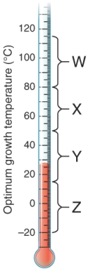 The bracket marked  w  is the range of temperature where ________ bacteria have their optimum growth temperature.   A)  hyperthermophilic B)  thermophilic C)  mesophilic D)  psychrophilic