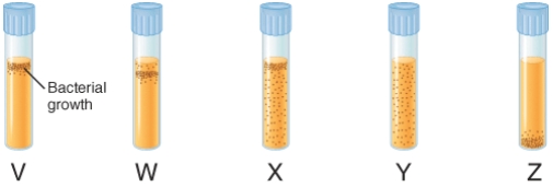 The illustration below depicts the growth of bacteria in nutrient agar tubes after stabbing an inoculum of bacteria through the center of the medium to the bottom of the tube. Tube  v  represents the growth of ________.   A)  obligate aerobes B)  microaerophiles C)  facultative anaerobes D)  aerotolerant anaerobes