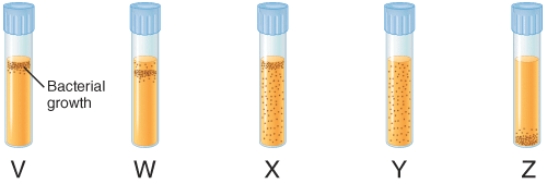 The illustration below depicts the growth of bacteria in nutrient agar tubes after stabbing an inoculum of bacteria through the center of the medium to the bottom of the tube. Tube  W  represents the growth of ________.   A)  obligate aerobes B)  facultative anaerobes C)  aerotolerant anaerobes D)  microaerophiles