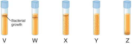The illustration below depicts the growth of bacteria in nutrient agar tubes after stabbing an inoculum of bacteria through the center of the medium to the bottom of the tube. Tube  x  represents the growth of ________.   A)  obligate anaerobes B)  obligate aerobes C)  facultative anaerobes D)  aerotolerant anaerobes