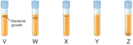 The illustration below depicts the growth of bacteria in nutrient agar tubes after stabbing an inoculum of bacteria through the center of the medium to the bottom of the tube. Tube  y  represents the growth of ________.   A)  obligate aerobes B)  obligate anaerobes C)  facultative anaerobes D)  aerotolerant anaerobes