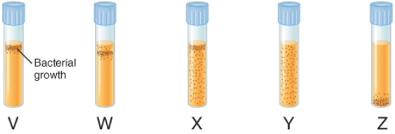 The illustration below depicts the growth of bacteria in nutrient agar tubes after stabbing an inoculum of bacteria through the center of the medium to the bottom of the tube. Tube  z  represents the growth of ________.   A)  obligate aerobes B)  obligate anaerobes C)  facultative anaerobes D)  aerotolerant anaerobes