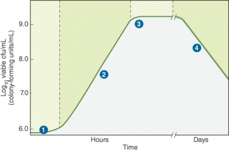 Region 2 of the growth curve of bacteria shown in the illustration below depicts the ________ of growth.   A)  log phase B)  stationary phase C)  lag phase D)  death phase