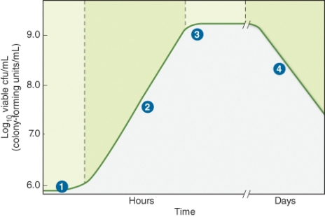Region 3 of the growth curve of bacteria shown in the illustration below depicts the ________ of growth.   A)  log phase B)  stationary phase C)  lag phase D)  death phase