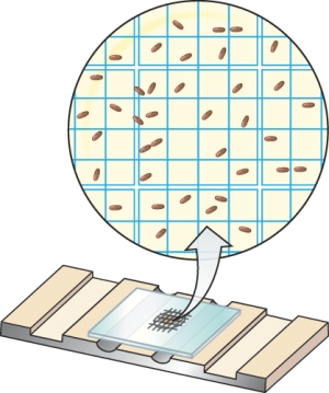 If the volume of growth medium trapped under the double-lined box shown in the magnification of the Petroff-Hausser chamber is 5 × 10<sup>-5</sup>mls, the density of cells in the culture is ________.   A)  approximately 2 × 10<sup>5</sup> B)  approximately 2 × 10<sup>6</sup> C)  approximately 2 × 10<sup>10</sup> D)  approximately 2 × 10<sup>25</sup>