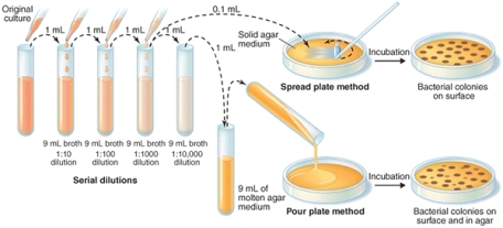 The viable cell count (cells/ml)  from the spread plate method shown below is ________.   A)  2.1 × 10<sup>3</sup> B)  2.1 × 10<sup>4</sup> C)  2.1 × 10<sup>5</sup> D)  2.1 × 10<sup>6</sup>