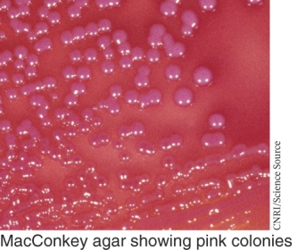 An example of a bacterial species that shows the growth pattern seen below is ________.   A)  Streptococcus pyogenes B)  Streptococcus pneumoniae C)  E. coli D)  Salmonella