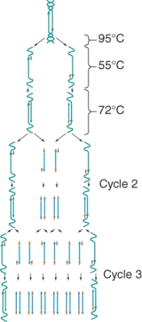 The procedure illustrated below is ________ test.   A)  an ELISA B)  a PCR C)  an antibody agglutination D)  a gel electrophoresis