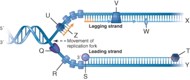 In the illustration below, what is the function of item u?   A)  Make an RNA primer. B)  Separate the DNA strands. C)  Make a DNA copy of the template strand of DNA. D)  Link Okazaki fragments together.