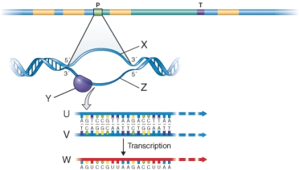 In the illustration below, the item marked v is ________.   A)  the coding strand of DNA B)  the template strand of DNA C)  an Okazaki fragment of DNA D)  the protein coding region of a gene