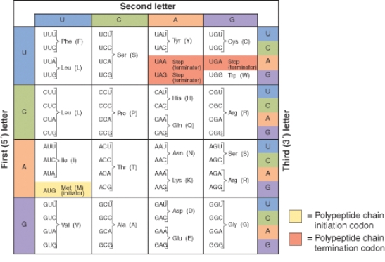 The codon sequence 5'-UGG-3' found within the protein-coding region of an mRNA codes for ________.   A)  the anticodon 5'-UGG-3' B)  the anticodon 3'-UGG-5 C)  the amino acid trp D)  The amino acid gly