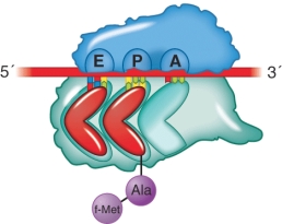 What step of the elongation of protein synthesis preceded the illustration shown?   A)  Aminoacyl-tRNA selection B)  Translocation C)  Peptide transfer D)  Removal of an unacylated tRNA from the E site