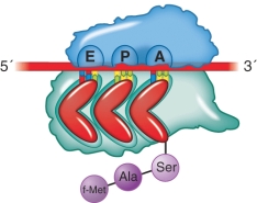 What step of the elongation of protein synthesis preceded the illustration shown?   A)  Aminoacyl-tRNA selection B)  Translocation C)  Peptide transfer D)  Removal of an unacylated tRNA from the E site
