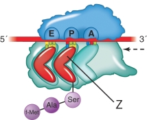 In the illustration below, what structure is labeled z?   A)  An aminoacyl-tRNA B)  A peptidyl-tRNA C)  A tRNA D)  An rRNA