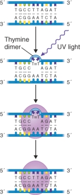 What process is shown in the illustration?   A)  Nucleotide excision repair of a thymine dimer. B)  DNA replication. C)  Photolyase repair of a thymine dimer. D)  DNA polymerase I repair of a thymine dimer.