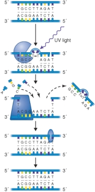 What process is shown in the illustration?   A)  Nucleotide excision repair of a thymine dimer. B)  DNA replication. C)  Photolyase repair of a thymine dimer. D)  DNA polymerase I repair of a thymine dimer.