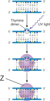 What structure is labeled z in the illustration?   A)  DNA polymerase I B)  DNA ligase C)  Photolyase D)  Endonuclease