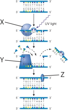 What is the function of the structure labeled y in the illustration?   A)  Remove a short section of DNA containing a thymine dimer. B)  Replace nucleotides in a gap in the DNA sequence. C)  Link together a nick in the sugar-phosphate backbone. D)  Synthesize DNA on the leading strand during DNA replication.