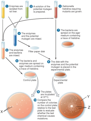 The bacterial colonies marked x are ________.   A)  colonies of spontaneous his<sup>+</sup> revertants B)  colonies of mutagen-induced his<sup>+</sup> revertants C)  his<sup>-</sup> colonies which grew on the small amount of histidine add to the plate D)  his<sup>+</sup> colonies of E. coli