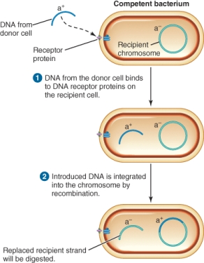 The illustration shows the process of ________.   A)  transduction B)  transformation C)  conjugation D)  transposition