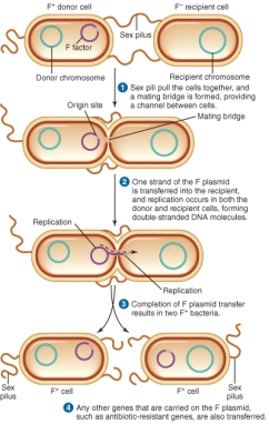 The illustration shows the process of ________.   A)  transduction B)  transformation C)  conjugation D)  transposition