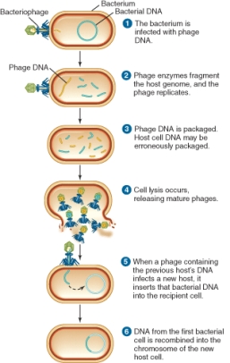 The illustration shows the process of ________.   A)  transduction B)  transformation C)  conjugation D)  transposition