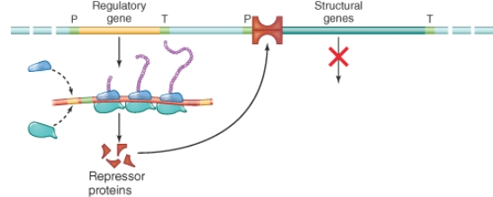 Which statement is correct concerning the illustration below? (Select all that apply)    A)  The repressor protein is active. B)  The repressor protein binds with high affinity to the operator sequence. C)  Transcription of the structural genes is inhibited. D)  The inactive repressor protein binds to the promotor sequence and inhibits transcription of the structural genes.