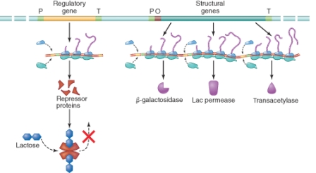 Which statement is correct concerning the illustration below? (Select all that apply)    A)  The repressor protein is inactivated by binding to lactose. B)  The repressor protein binds with high affinity to the promoter sequence. C)  Transcription of the structural genes is not inhibited. D)  The inactive repressor protein binds to the promotor sequence allowing RNA polymerase to transcribe the structural genes.
