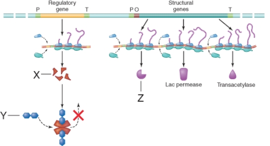What is the function of the item marked y in the illustration?   A)  Inactivation of the repressor protein. B)  Hydrolysis of lactose to galactose and glucose. C)  Activation of the repressor protein. D)  Transcription of the structural genes.