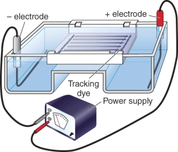 The process shown below is ________. (Select all that apply)    A)  gel electrophoresis B)  PCR C)  indirect ELISA test D)  direct ELISA test