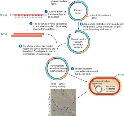The blue colonies in the illustration below.   A)  Produce a functional beta-galactosidase protein that converts a clear lactose analog to a blue-colored product. B)  Produce an inactive beta-galactosidase protein that does not hydrolyze the blue lactose analog. C)  Naturally produce a blue pigment. D)  Produce lysozyme which breaks open the cells to release the inner blue pigment.