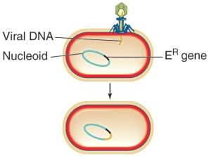 The picture below shows the first step in the process of ________.   A)  specialized transduction B)  the lytic cycle C)  phage therapy D)  lytic conversion