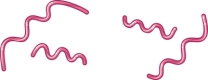 The image shown is ________-shaped bacteria.   A)  vibrio B)  spirilla C)  spirochete D)  fusiform
