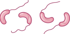 The image shown is ________-shaped bacteria.   A)  vibrio B)  spirilla C)  spirochete D)  fusiform