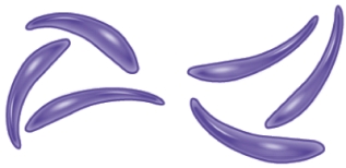 The image shown is ________-shaped bacteria.   A)  spirilla B)  spirochete C)  fusiform D)  vibio