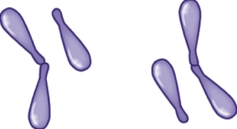 The image shown is ________-shaped bacteria.   A) bacillus B) diplobacillus C) diplococcus D) coccobacilli