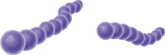 The image shown is ________-shaped bacteria.   A)  staphylococcus B)  streptococcus C)  tetrad D)  sarcinae