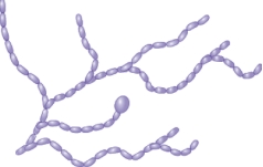 The image shown is ________-shaped bacteria.   A)  filamentous B)  hyphal C)  appendaged D)  fusiform